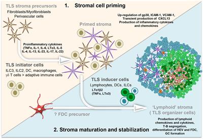 Stromal Fibroblasts in Tertiary Lymphoid Structures: A Novel Target in Chronic Inflammation